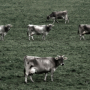 monday-cows.jpg