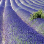 provence-lavendel.jpg